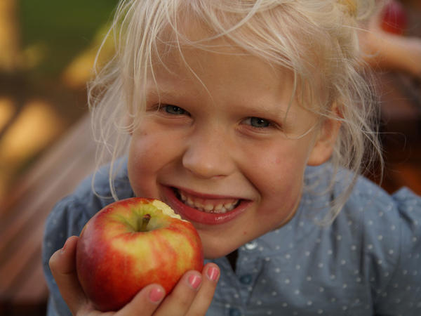 Die eigenen Äpfel pflücken, darauf freuen sich besonders die Kinder