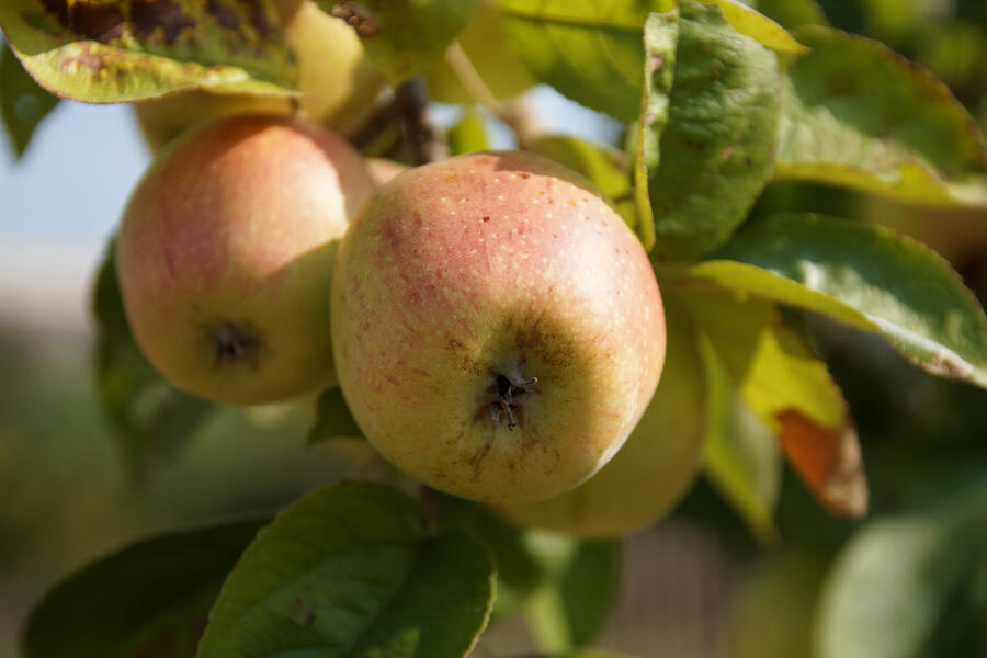 Reifer Apfel am Baum kurz vor der Ernte