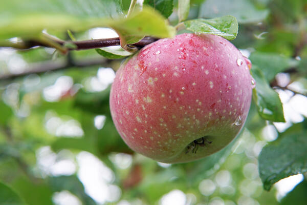 Leckeres Obst von heimnischen B&auml;umen ernten