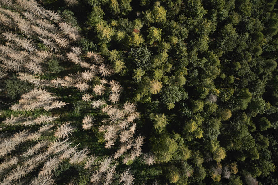 Drohnenaufnahme des Brakeler Bürgerwaldes, das Fichtensterben ist aus der Vorgelperspektive sehr gut sichtbar