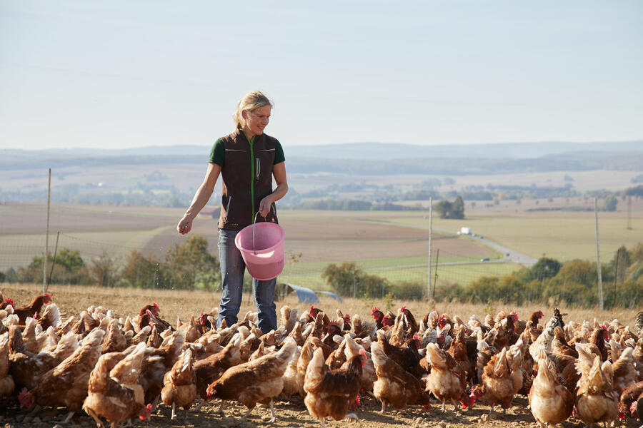 Eine Brakeler Bio-Landwirtin füttert ihre Hühner im Freigehege