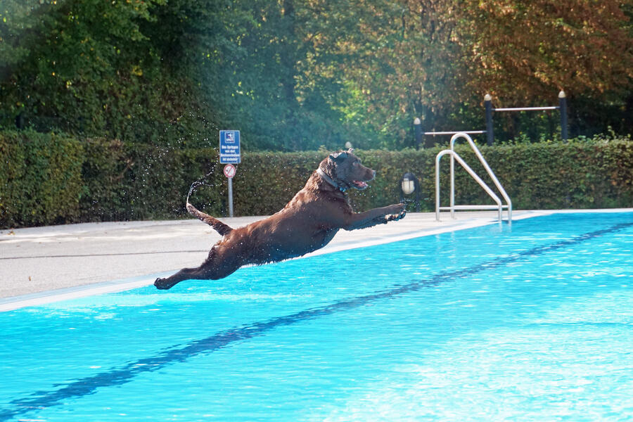 Impressionen vom Hundeschwimmen 2023