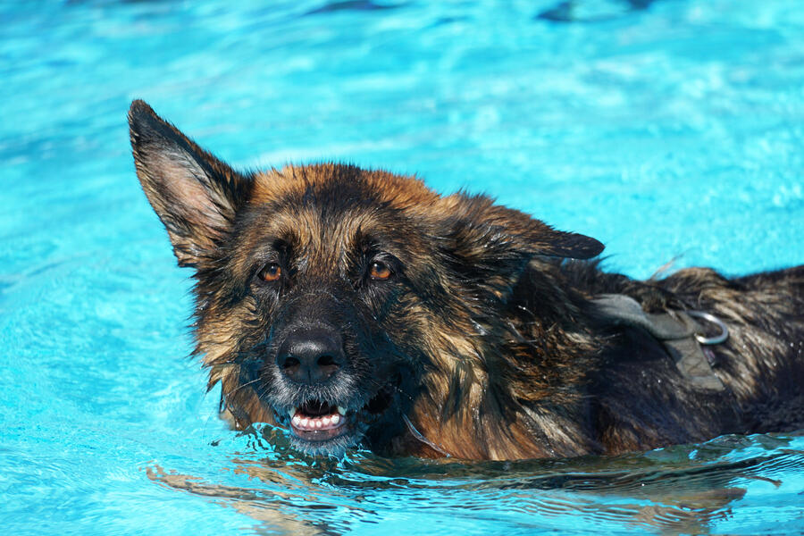Impressionen vom Hundeschwimmen 2023