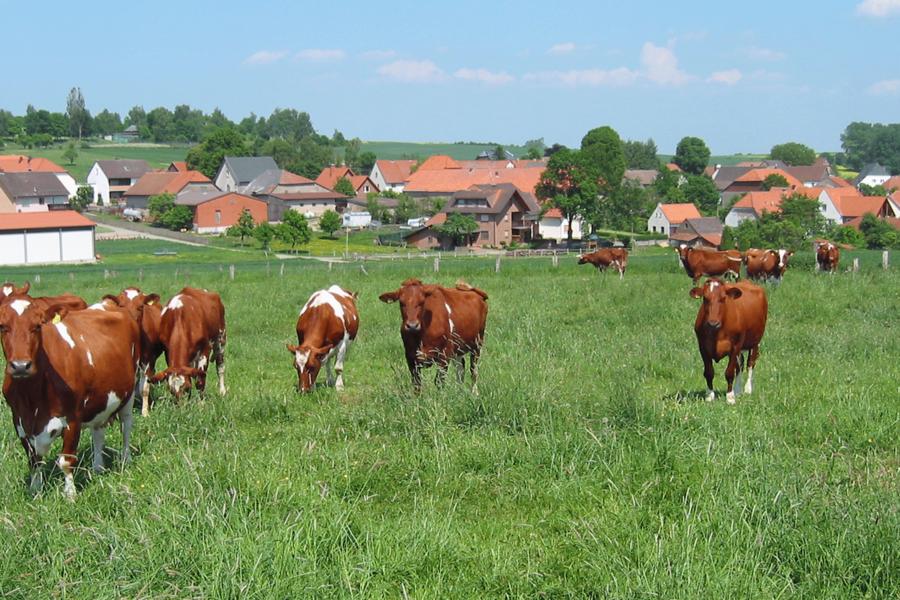 Kühe auf einer Wiese in der Ortschaft Auenhausen, die Ortschaften der Großgemeinde Brakel sind vorwiegend landwirtschaftlich geprägt