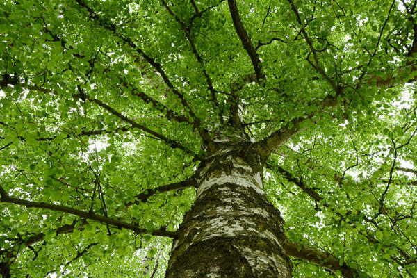 Baum im Modexer Forst