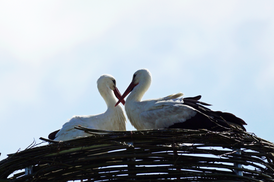 Jeder kann sich am Umweltschutz beteiligen und aktiv mithelfen, unsere Vogelarten zu schützen. Auf dem Bild ist ein Storchenpaar im Nest zu sehen.