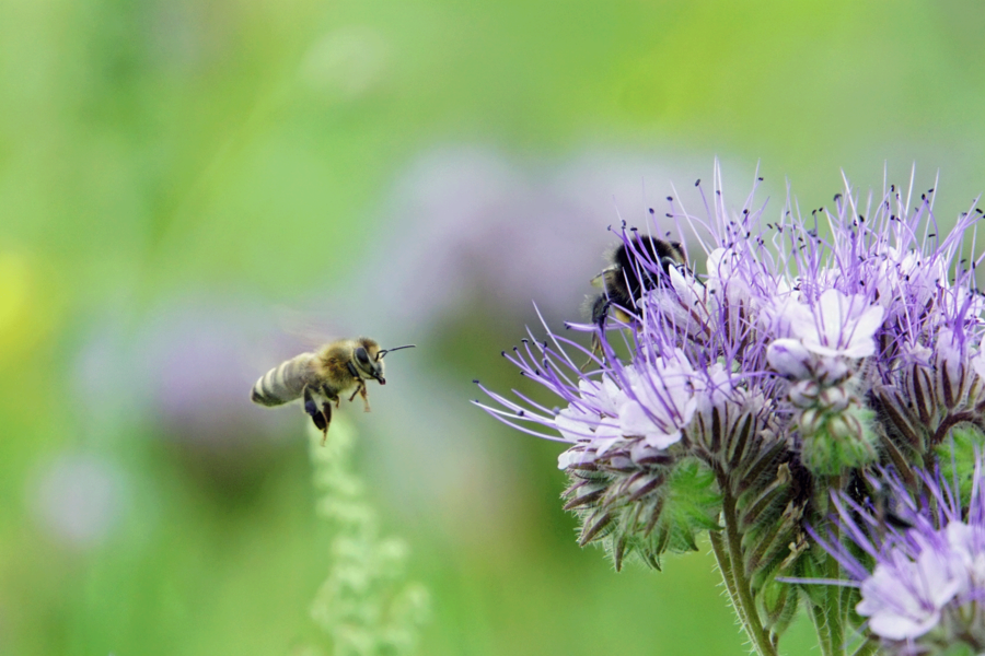 Jeder kann sich am Umweltschutz beteiligen und aktiv mithelfen, dem Insektensterben entgegen zu wirken. Das Bild zeigt eine Blume und eine Biene.