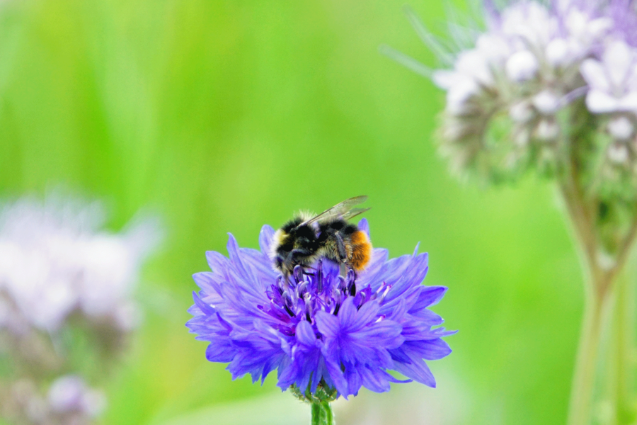 Jeder kann sich am Umweltschutz beteiligen und aktiv mithelfen, dem Insektensterben entgegen zu wirken. Das Bild zeigt eine Blume und eine Biene.