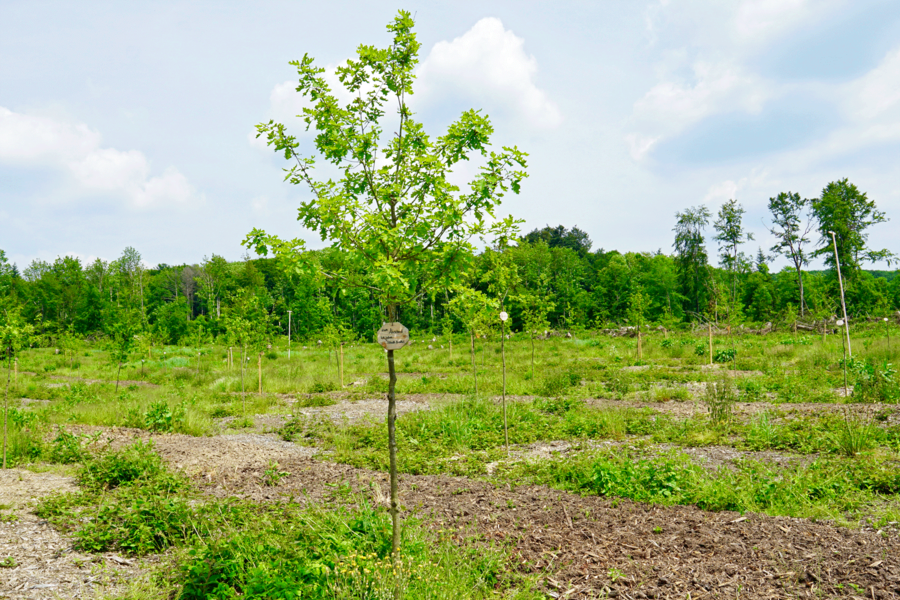 Der Schutz der Bäume ist ein wesentlicher Bestandteil des Klimaschutzes. Auf dem Bild ist eine Eiche zu sehen, die im Rahmen der Pflanzaktion im Brakeler Bürgerwald gepflanzt wurde.