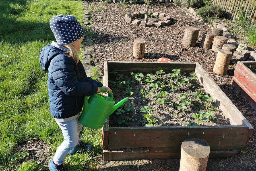 Die-Kinder-der-städtischen-Kindertageseinrichtung-kümmern-sich-liebevoll-um-ihre-Beete-im-Garten, Mädchen gießt Gemüse in einem Beet