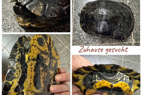 Diese Wasserschildkr&ouml;te sucht dringend noch ein artgerechtes Zuhause.