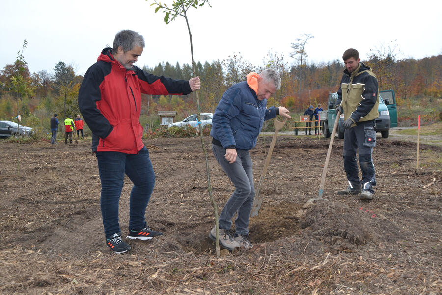 Pflanzaktion-im-Bürgerwald, drei Bürger pflanzen einen jungen Baum