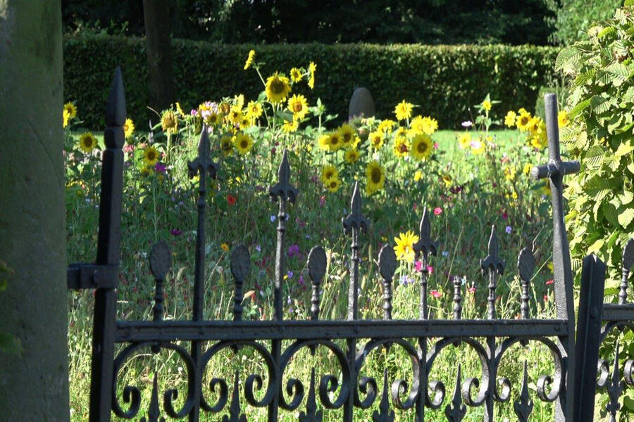 Sonneblumen auf dem städtischen Friedhof in Gehrden