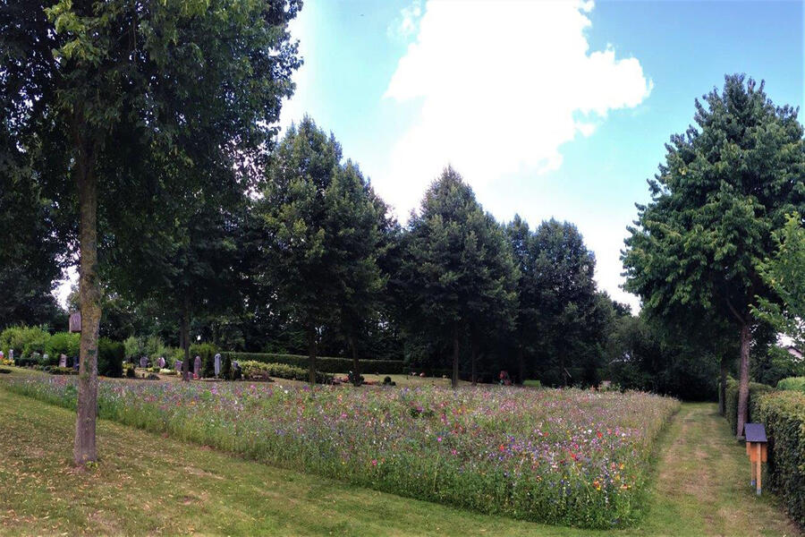 Blick auf die Blühwiese auf dem städtischen Friedhof in Gehrden